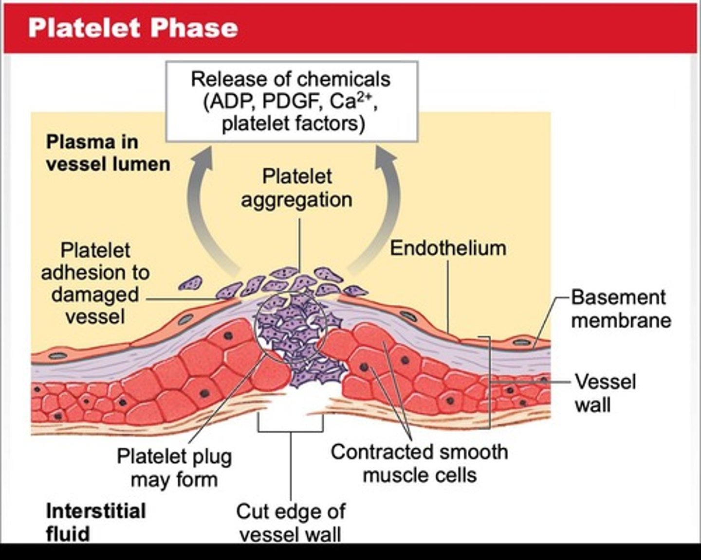 <p>Platelets aggregate to plug broken vessels.</p>