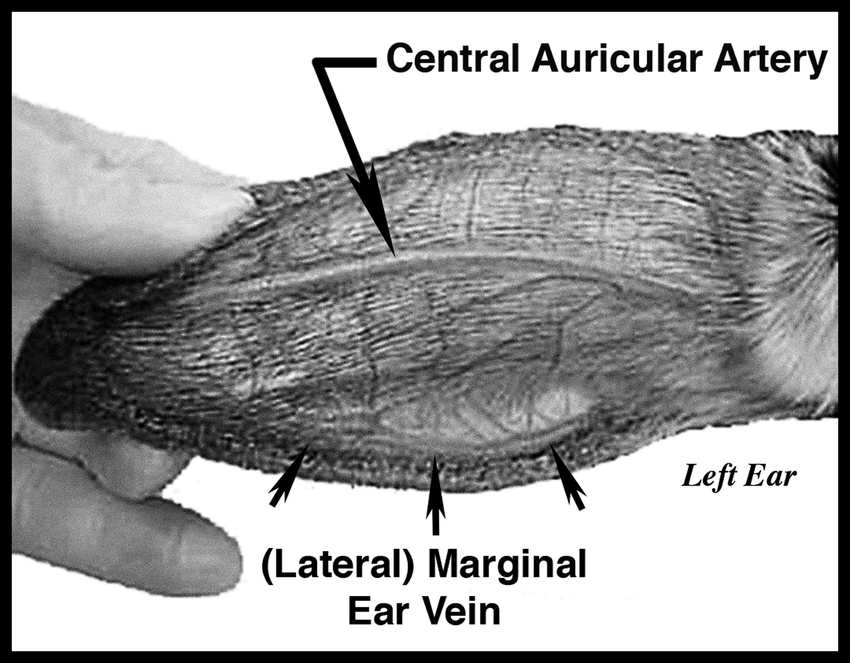 <ul><li><p><span style="color: red;"><strong>false</strong></span>, blood samples &gt;5mls may be collected using a <span style="color: red;"><strong>vacutainer</strong></span> from the central artery of the rabbits ear.</p></li></ul><p>note: insert needle with the bevel TO THE SIDE this prevents the arterial wall from occluding the opening to the needle&nbsp;</p>
