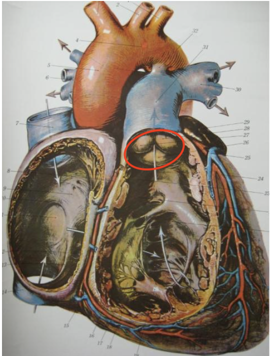 <p>bug eggs inferior to pulmonary trunk</p>