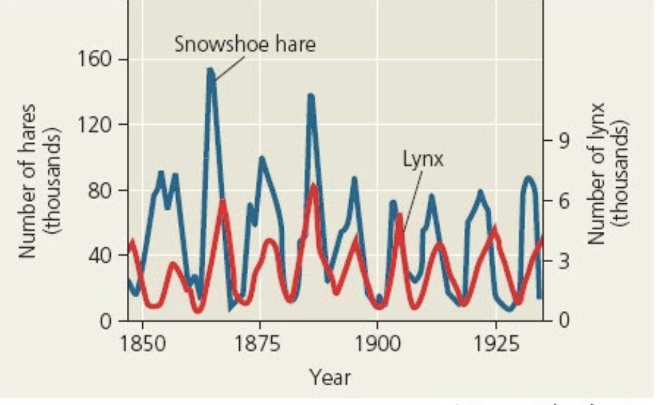 <p>What do you observe about the relative timing of the peaks in lynx numbers and hare numbers?</p>