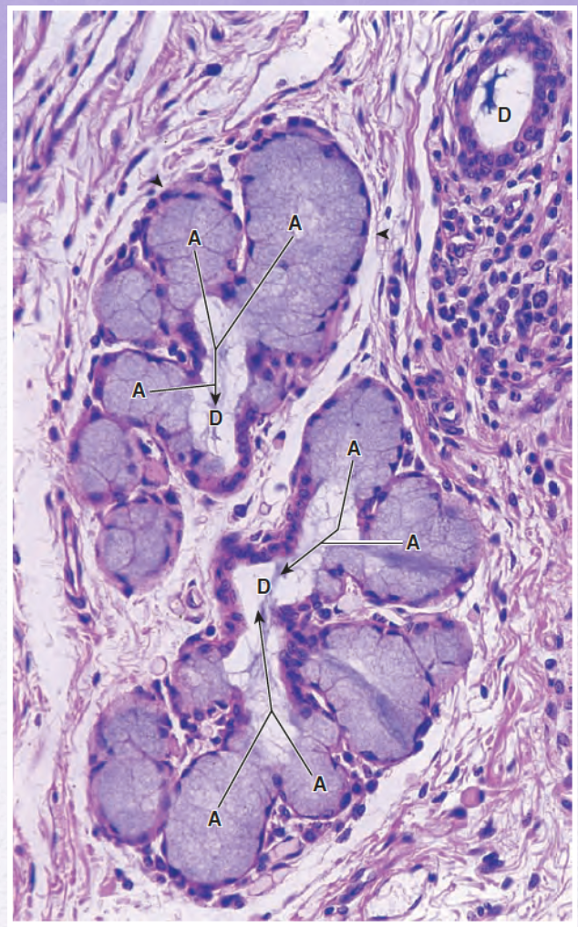 <p>Identify the gland (mocus or serous secreting /simple or compound)</p>