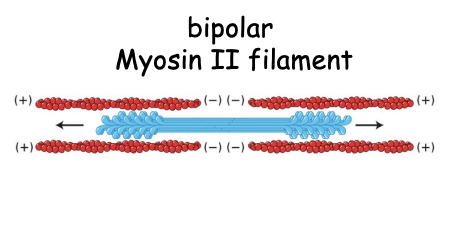 <ul><li><p>formation of filaments with heads pointing away from centre</p></li><li><p>a bipolar strucutre than can drive contraction by promoting the sliding of actin filaments past each other</p></li><li><p>as the heads both move towards polar ends</p></li></ul><p></p>