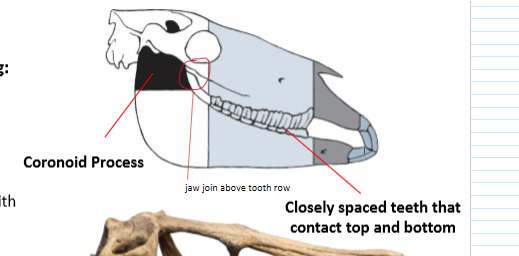 <ul><li><p>Skull divided into <strong>3 parts</strong></p><ul><li><p><strong>Cropping section</strong></p><ul><li><p>Teeth shaped like blades<strong> to bite off food</strong></p></li></ul></li><li><p><strong>Diastema</strong></p><ul><li><p><strong>Gap used for food manipulation</strong></p></li></ul></li><li><p><strong>Cheek teeth</strong></p><ul><li><p><strong>AKa molars</strong></p></li><li><p><strong>Food is ground into a paste</strong></p></li></ul></li></ul></li><li><p>Adaptations that allow for chewing</p><ul><li><p><strong>Coronoid process bone expand</strong>s for jaw muscle attachment</p></li><li><p><strong>Teeth closely packed together with flat grinding surfaces</strong></p><ul><li><p>Teeth <strong>occlusion</strong></p></li></ul></li><li><p><strong>Inset tooth row that supports cheeks</strong></p></li><li><p><strong>jaw joint is above the tooth row</strong></p><ul><li><p>All of the<strong> upper and lower teeth contact at the same time</strong></p></li><li><p>Less stable but<strong> allows for grinding from side to side</strong></p></li><li><p>Hypothetically a<strong> jaw joint below could also function the same way</strong></p></li></ul></li></ul></li></ul><p></p>
