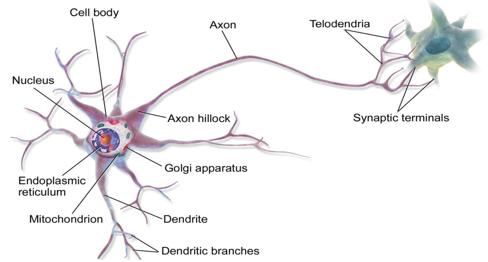 <p>label this image </p>