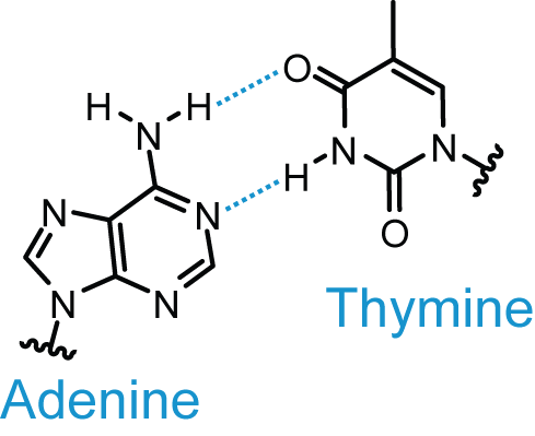 2 hydrogen bonds (A, T, 2)