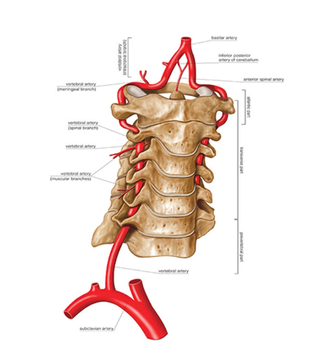 <p>90 degree turns at upper cervical spine, travels through transverse foramen</p><p>- supplies the brainstem and contributes to the circle of Willis</p><p>- deficiency would cause cranial nerve signs</p>