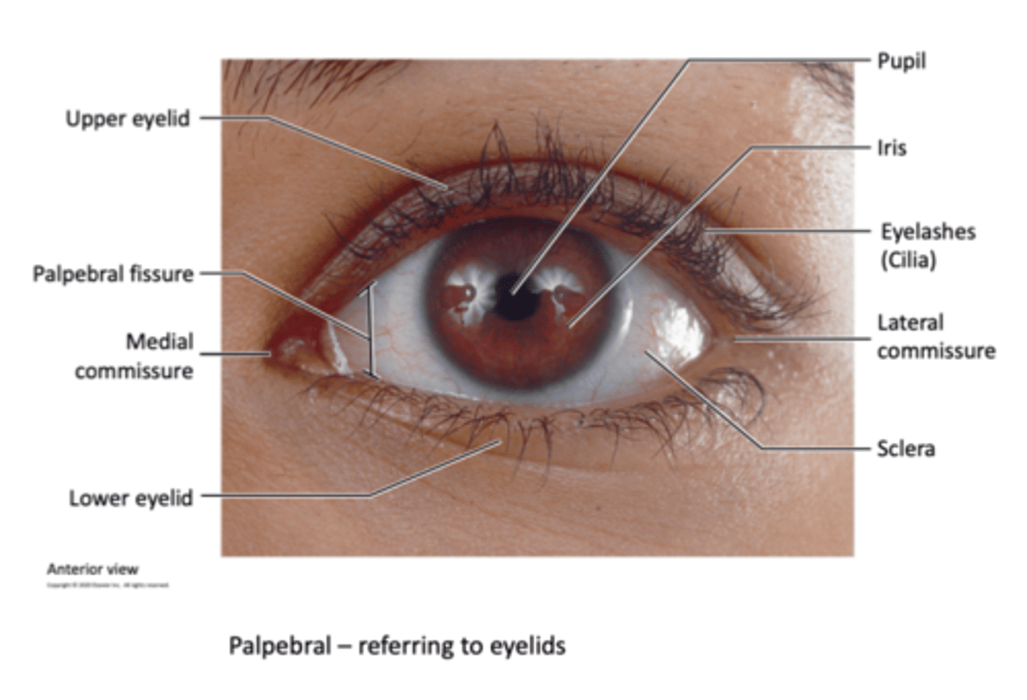 <p>Protects our eyes from bright lights and foreign objects. shades our eyes during sleep and lubricates the eyeballs by spreading lubrication around from mucous membranes</p>