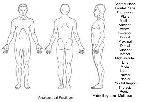 <p>Using the blank diagram and the list of words, indicate where they are</p>