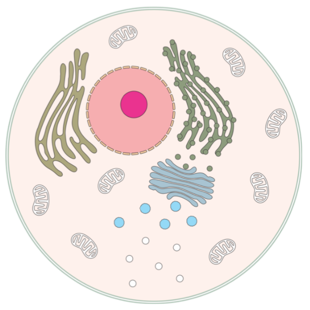 <p>The smallest independent unit of living tissue, composed of molecules and organized by membranes.</p>