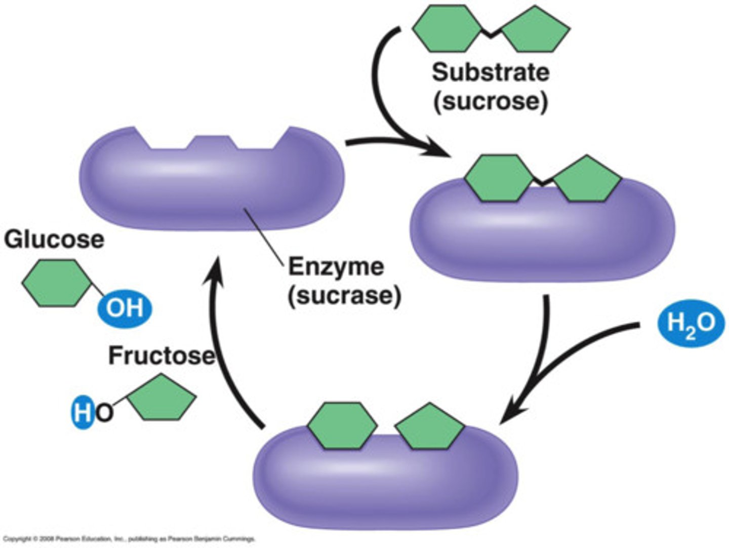 <p>breaks down the disaccharide sucrose</p>