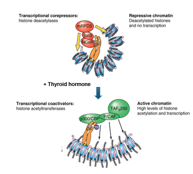 <p>TFs regulate this</p><ul><li><p>core nucleosome has histones with a flexible tail where modifications occur to compact or loosen the chromatin</p></li><li><p>20-40 aa N-terminal tails have positive lysine residues that can be acetylated or deacetylated </p><ul><li><p>acetylated = positive charge is neutralized and eliminates interaction with DNA → DNA less condensed, promoter regions available (euchromatin) </p></li><li><p>catalyzed by histone acetyltransferases (HAT) associated with activation of gene expression</p></li><li><p>deacetylation → repression of gene activity where deacetylases are in co-repressor complexes</p></li></ul></li></ul><p></p><p></p>