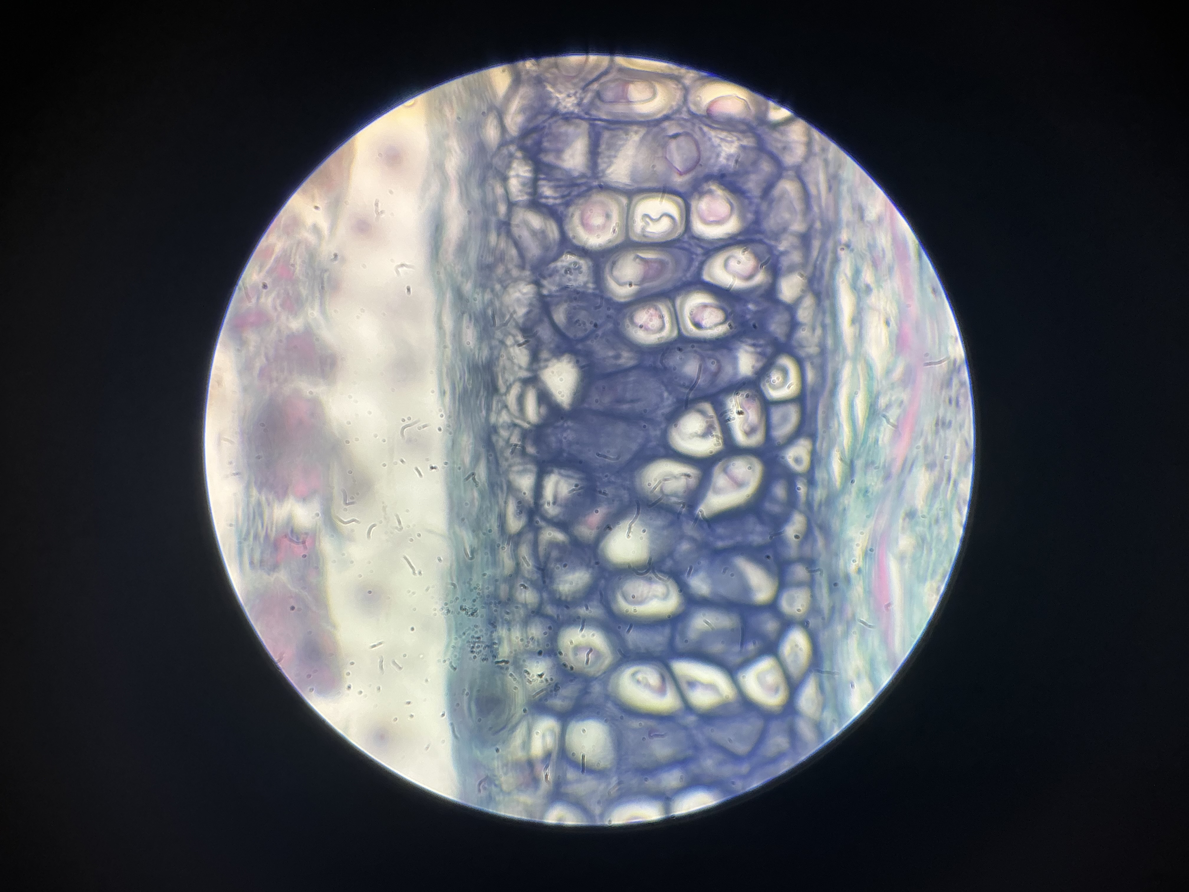 <p>what tissue is this?</p>