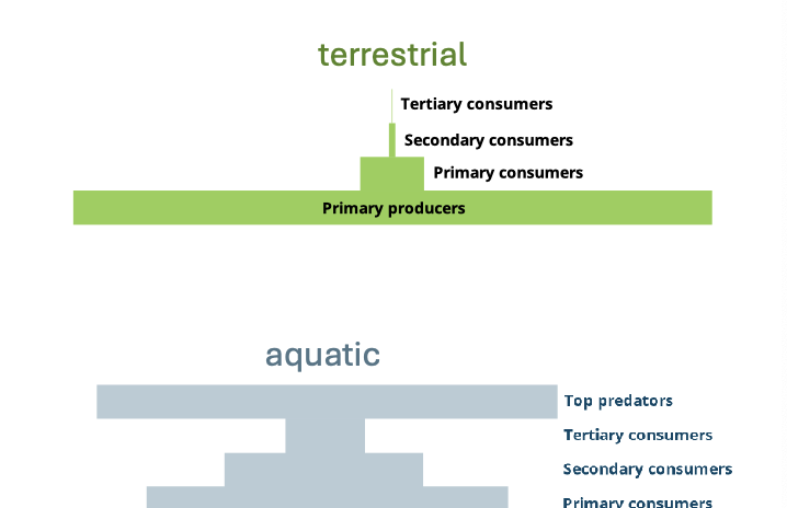 <p>is a graphical representation that shows the distribution of biomass or energy among different trophic levels in an ecosystem. usually wide at bottom narrow at top, wide at top and bottom for aquatic</p>