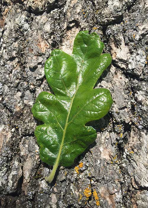 <p>quercus garryana </p><p>characteristics: lobed longevity leaves—take in as much nutrients as possible, high anti-fungal investment (tannins), acorns</p>
