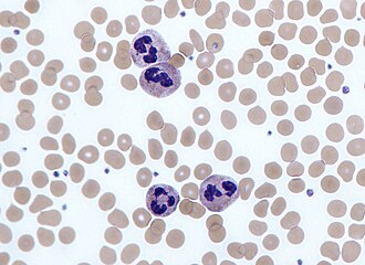 <ul><li><p>size: 9-15 um</p></li><li><p>N:C ratio is 1:2, nucleus consists of 2-5 lobes connected by filaments</p></li><li><p>cytoplasm is pale lilac with many fine granules</p></li><li><p>USED FOR defense</p></li></ul><p></p>