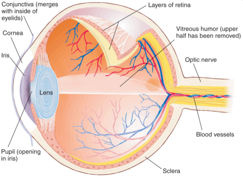 - Gagnsæ linsa augans sem brýtur ljósið og beinir því að sjónhimnunni
- Brárvöðvar (ciliary muscles) breyta löguninni í samræmi við fjarlægð þess sem horft er á hverju sinni