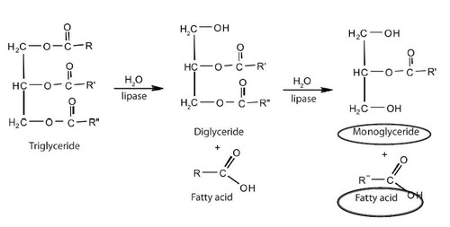 <p>-Digests TG into <strong>Fatty acids</strong> and <strong>2-MG</strong><br>-Activity depends on <strong>Colipase</strong>, which is also secreted from the pancreas</p>