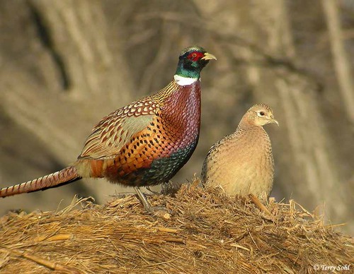 <p>Order: Galliformes Family: Phasianidae</p>