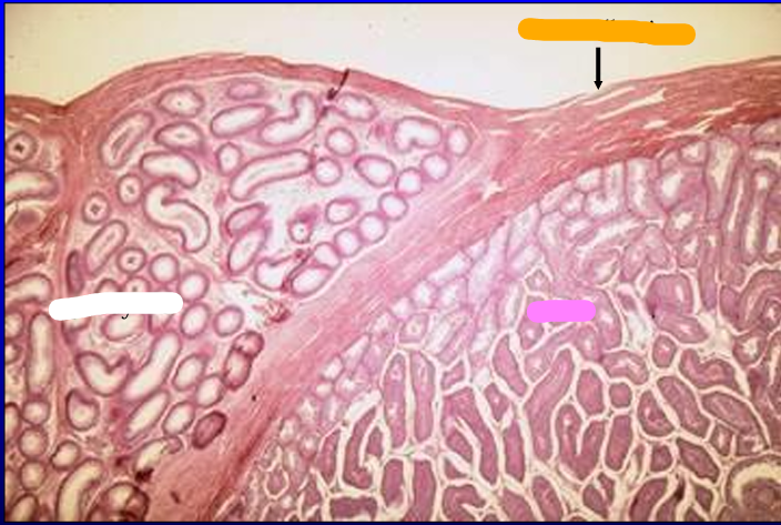 <p>Identify the cut:</p><p>Identify the structure:</p><p>Specie:</p><p>Stain used:</p><p>Orange:</p><p>White:</p><p>Pink:</p>