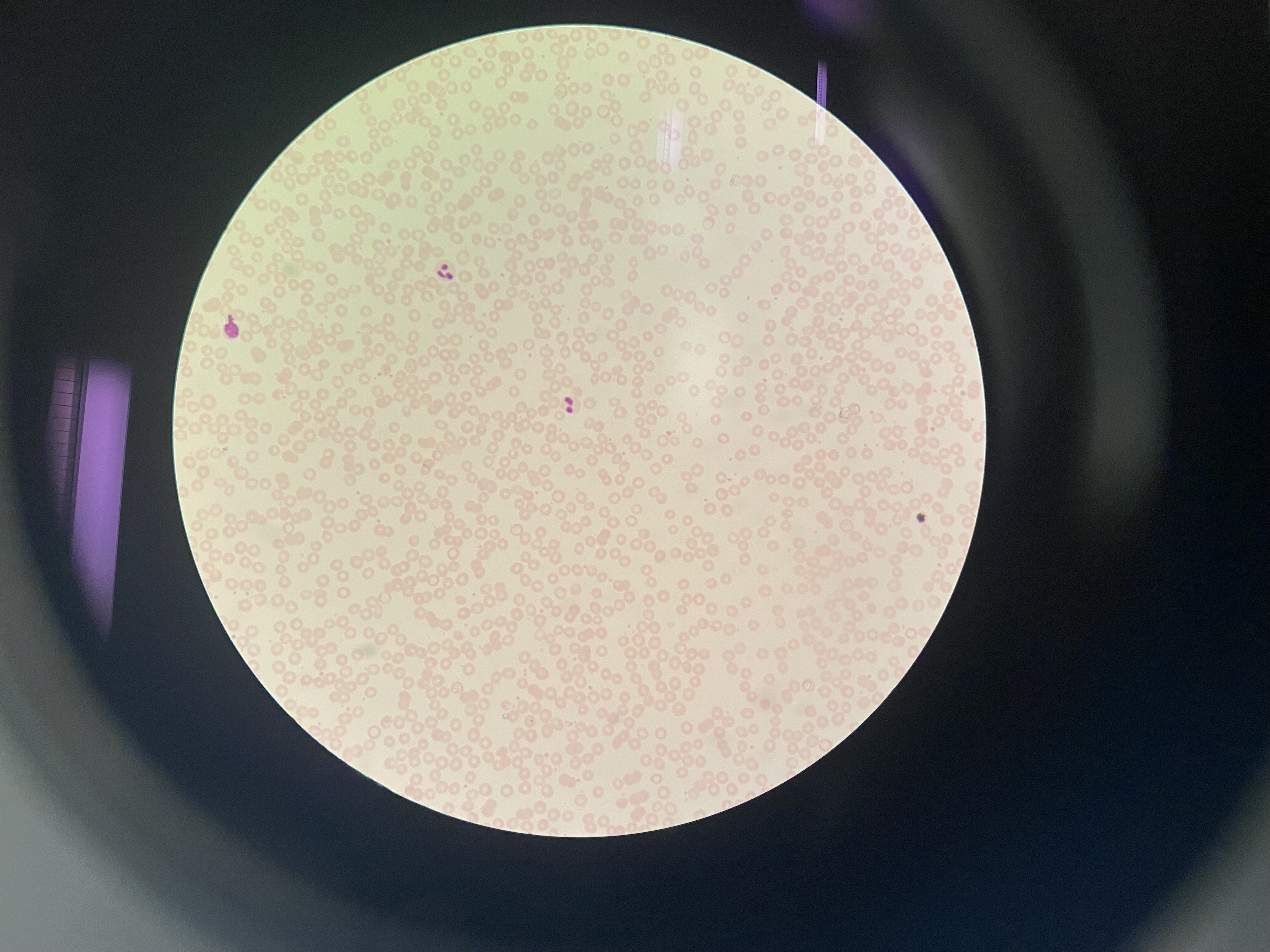 <p>What cell is this?</p>
