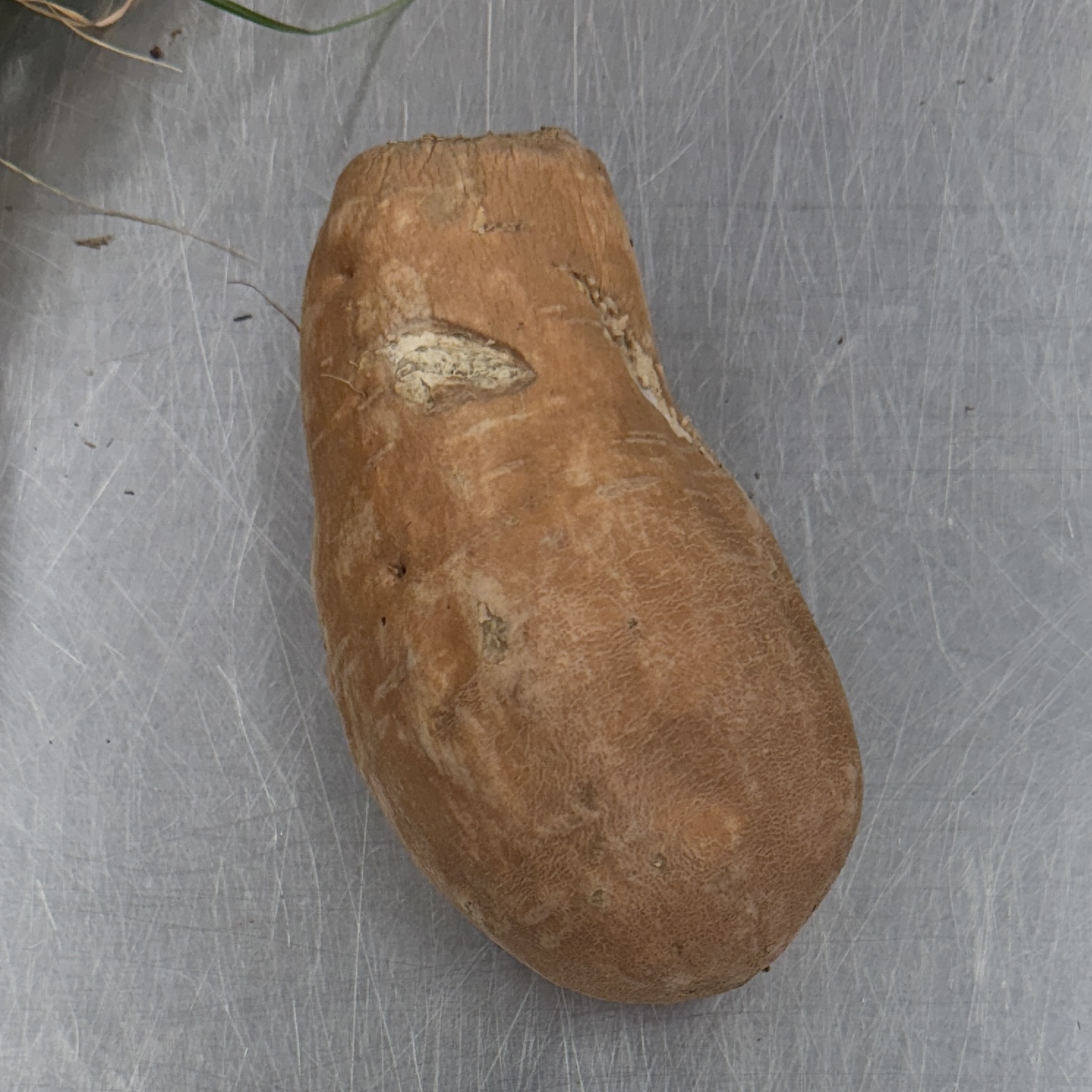 <p>Identify the root structure</p>