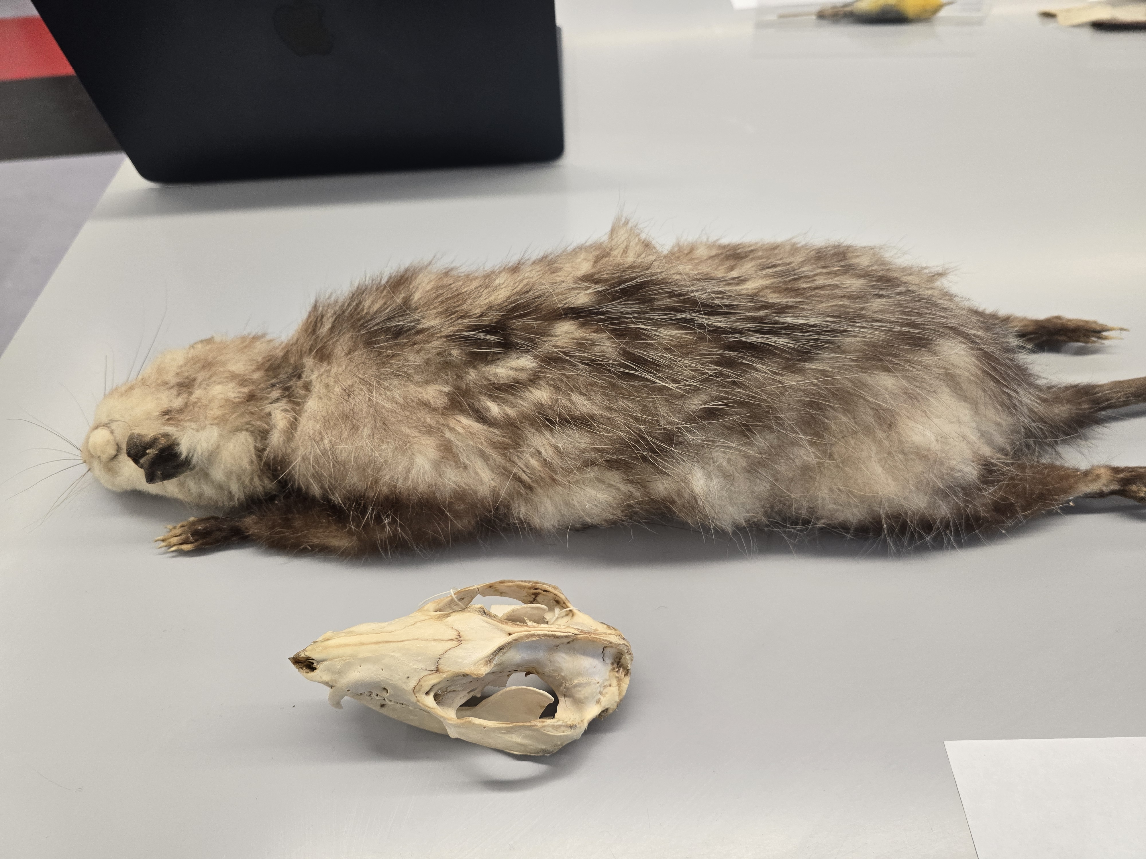 <p><span><span>Marsupialia</span></span></p>