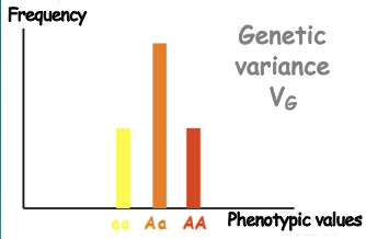 <ul><li><p>The final phenotypes of heterozygous offspring (Example: AA, Aa, aa)</p></li><li><p>Vg = Va + Vd + Vi</p><ul><li><p>Interactions between genes</p></li></ul></li></ul>