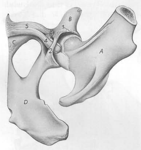 <p>Nomme les différents ligaments (Pfd)</p>