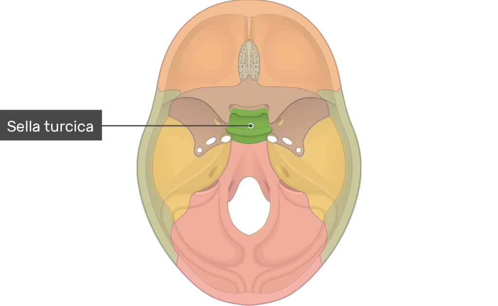 <p>Sphenoid bone</p>