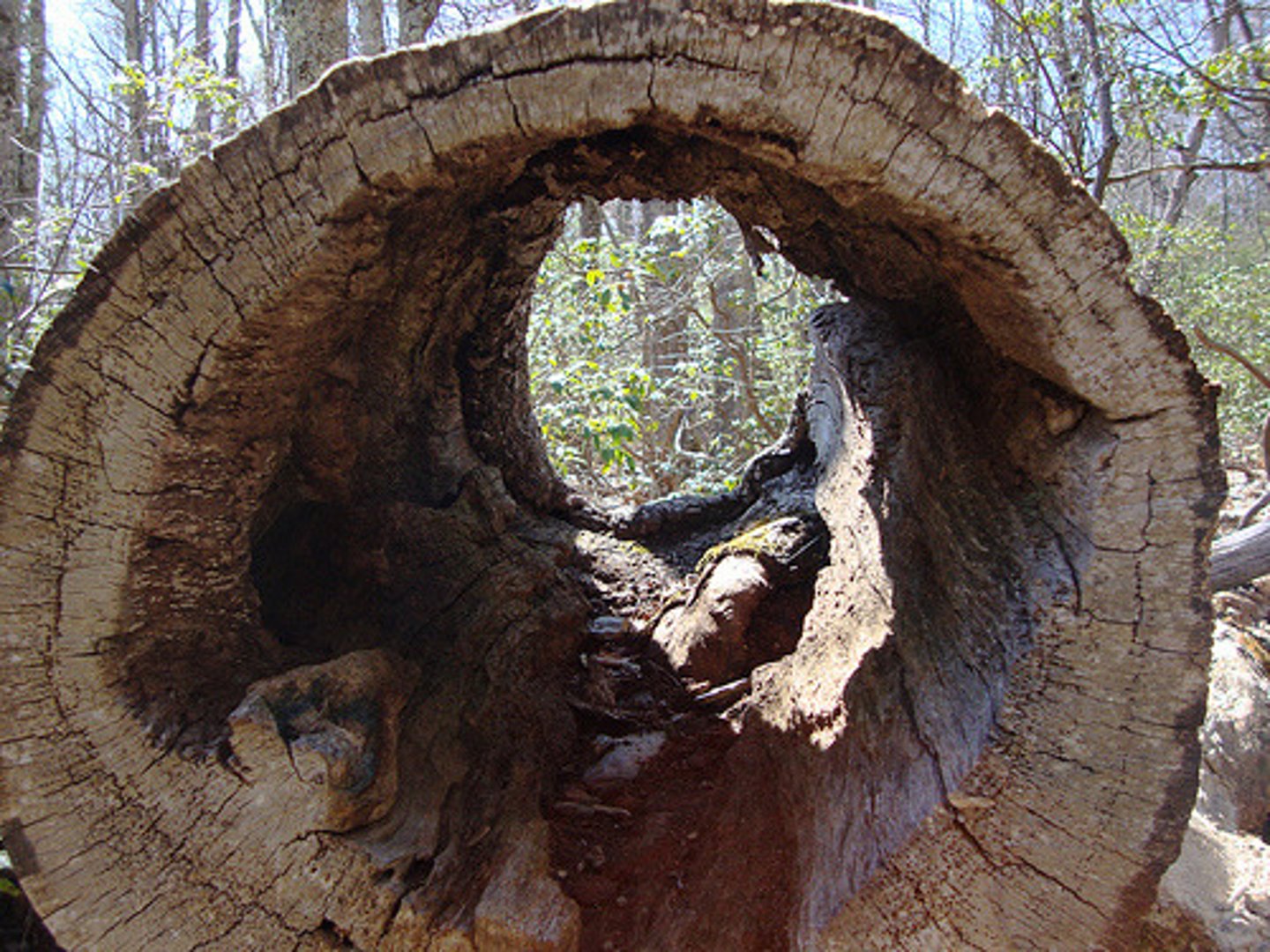 <p>/ˈhɒləʊ/ tính từ, danh từ</p><p>rỗng, lõm, chỗ trống</p><p>The hollow tree provided a shelter for animals during the winter.</p><p>empty, vacant, sunken</p><p>hollowed (adj)</p>