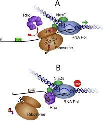 <p>what is the function of rho in this image? </p>