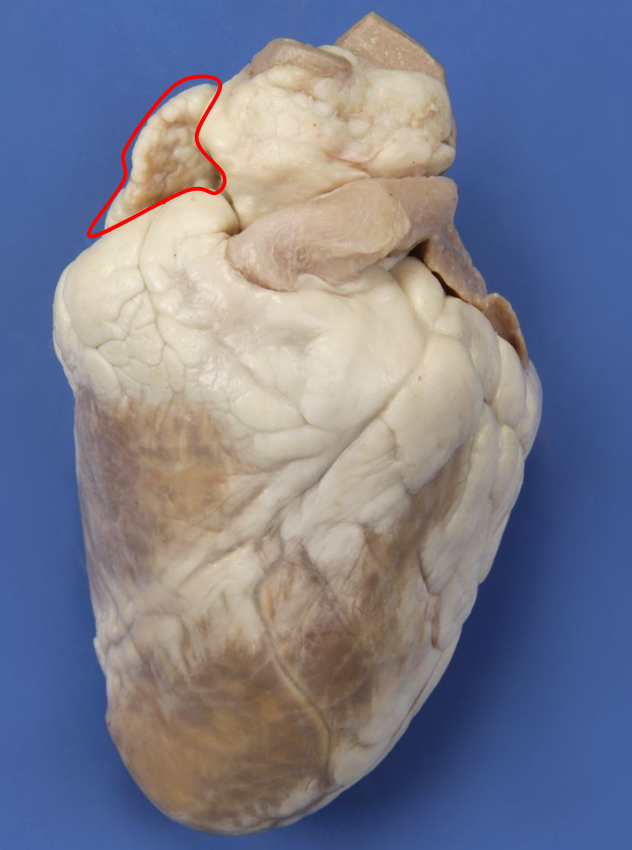 <p>What is pointed out?</p>