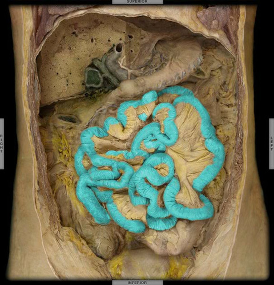 <p>The last section of the digestive system, where water is absorbed from food and the remaining material is eliminated from the body, Digestive organ where most chemical digestion and absorption of food takes place</p>