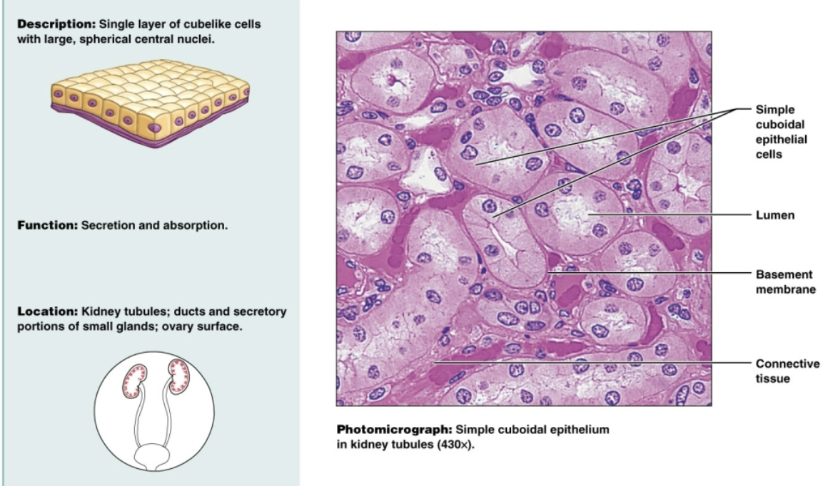<p>Single layer of cube-shaped cells with large, spherical central nuclei. Functions to secrete and absorb in the kidney tubules, ovary surfaces, and secretory portions of small glands</p>