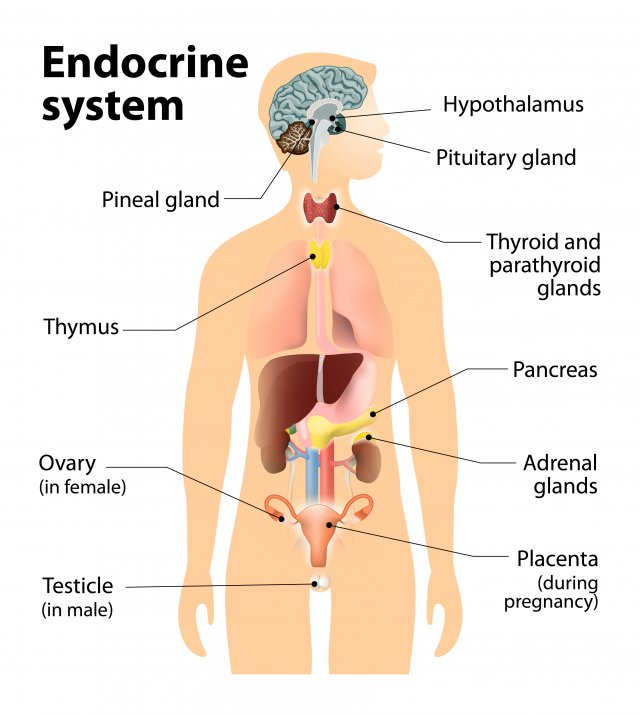 <p>The endocrine system is responsible for producing and secreting hormones (chemical messengers) that are released in to the blood to act on target tissues to regulate things like blood sugar and metabolism. </p>