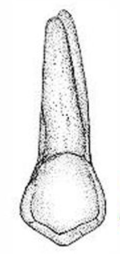 <p>Name the tooth </p>