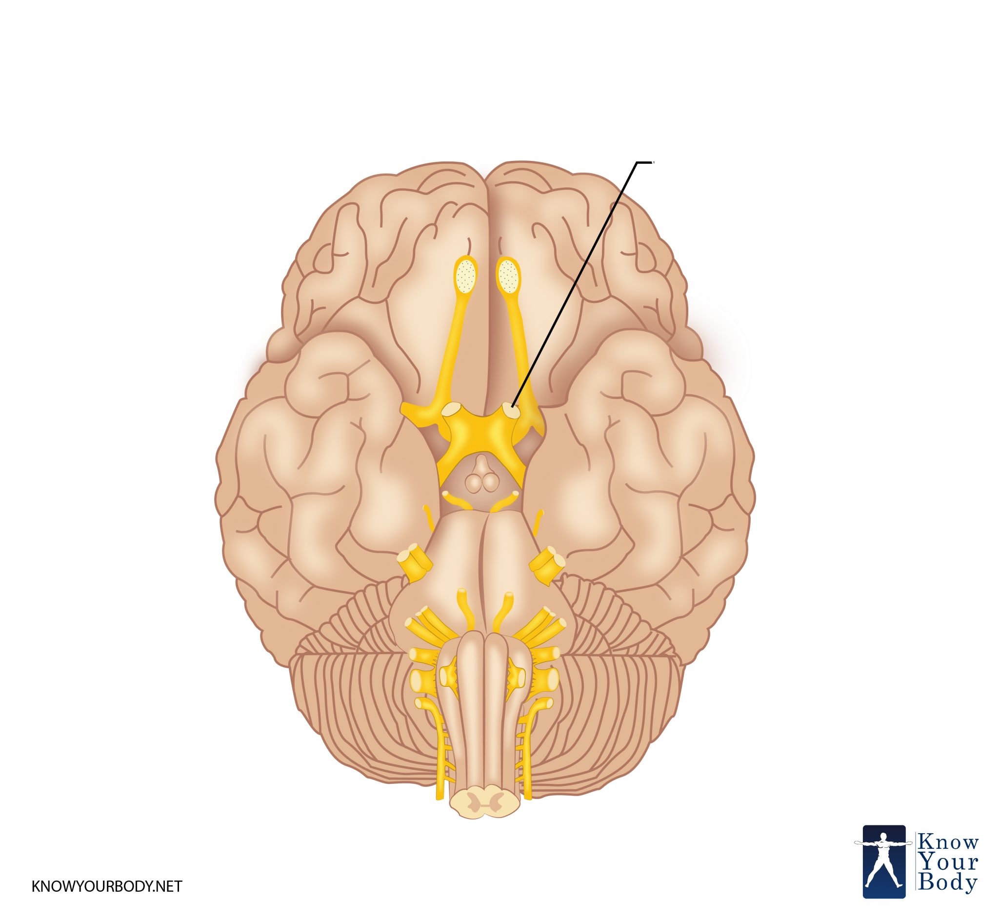 <p>What is the name and number of this craninal nerve?</p>