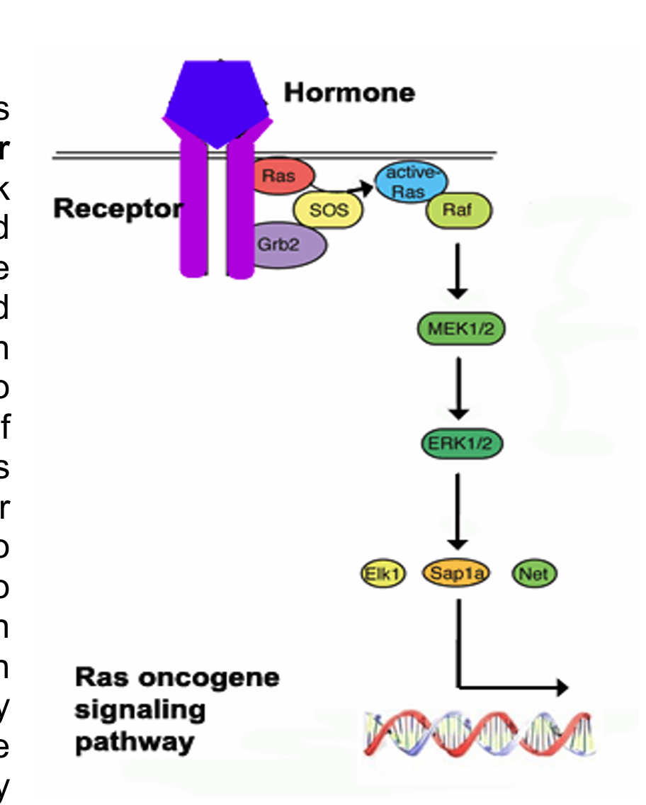 <p><span data-name="dna" data-type="emoji">🧬</span> <strong>RAS</strong></p><ul><li><p class=""><strong>RAS</strong> (like KRAS, HRAS, NRAS) is a small <strong>GTPase</strong>.</p></li><li><p class="">It acts like an <strong>on/off switch</strong> for signaling pathways that control <strong>cell growth</strong>, <strong>differentiation</strong>, and <strong>survival</strong>.</p></li><li><p class="">When a growth factor binds to a receptor (like EGFR), RAS gets activated (binds GTP) and sends signals downstream.</p></li><li><p class="">If RAS is <strong>mutated</strong> (gain-of-function), it stays <strong>"ON"</strong> all the time → leading to <strong>constant cell division</strong> and <strong>cancer</strong>.</p></li></ul><p class=""></p><p class=""><span data-name="dna" data-type="emoji">🧬</span> <strong>BRAF</strong></p><ul><li><p class=""><strong>BRAF</strong> is a <strong>serine/threonine kinase</strong> that is part of the <strong>MAPK/ERK pathway</strong> — it acts <strong>downstream of RAS</strong>.</p></li><li><p class="">When RAS is activated, it activates BRAF, which then activates MEK → ERK → genes that cause <strong>cell growth and survival</strong>.</p></li><li><p class=""><strong>BRAF mutations</strong> (like the famous <strong>V600E</strong> mutation) make BRAF <strong>constantly active</strong>, <strong>even without RAS signals</strong>, promoting <strong>uncontrolled cell growth</strong>.</p></li></ul><p></p>