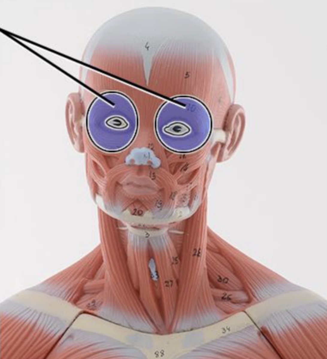 <p>action of orbicularis oculi</p>