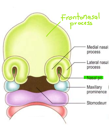 <p>creates nasal pits which form future nasal cavity&nbsp;</p><p><em>*tissue around </em><strong><em>nasal placodes</em></strong><em> on the frontonasal process grow to form the pits. </em></p>