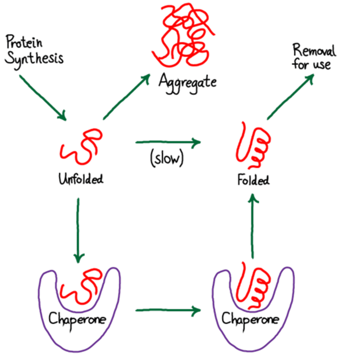 <p>(B) II Only</p><p>As the tRNA in the P-site shifts to the E-site...</p><p>- The ribosome shifts towards the 3' (NOT 5') end of the mRNA.</p><p>- The tRNA in the A-site shifts to the P-site.</p><p>- The polypeptide chain in the P-site moves to bind to the amino acid in the A-site.</p>