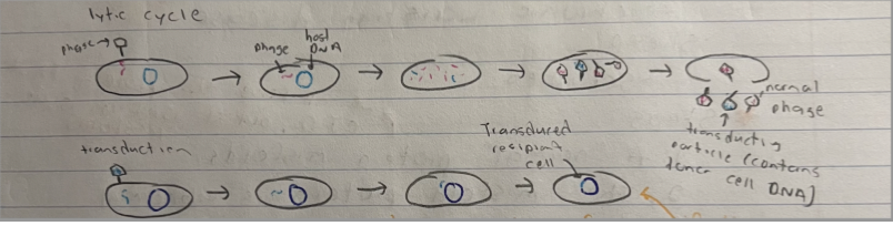 any region (random) of the donor DNA can be transferred. If the new gene provided an advantage it would be selected over