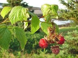 Wild red raspberry