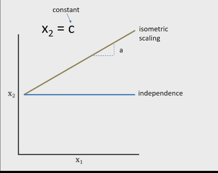 <ul><li><p>Use isometric in physiology because “iso” means same</p></li><li><p>Green line: as X1 increases, X2 also increases.</p></li><li><p>Rate of increase of X2 is constant (constant slope of a)</p></li><li><p>Slope of line is same no matter value of X1 is</p></li><li><p>Formula: X2 = c + aX1 (basically y=mx +b)</p><ul><li><p>a= scaling coefficient</p></li><li><p>c= constant</p></li></ul></li></ul><p></p>