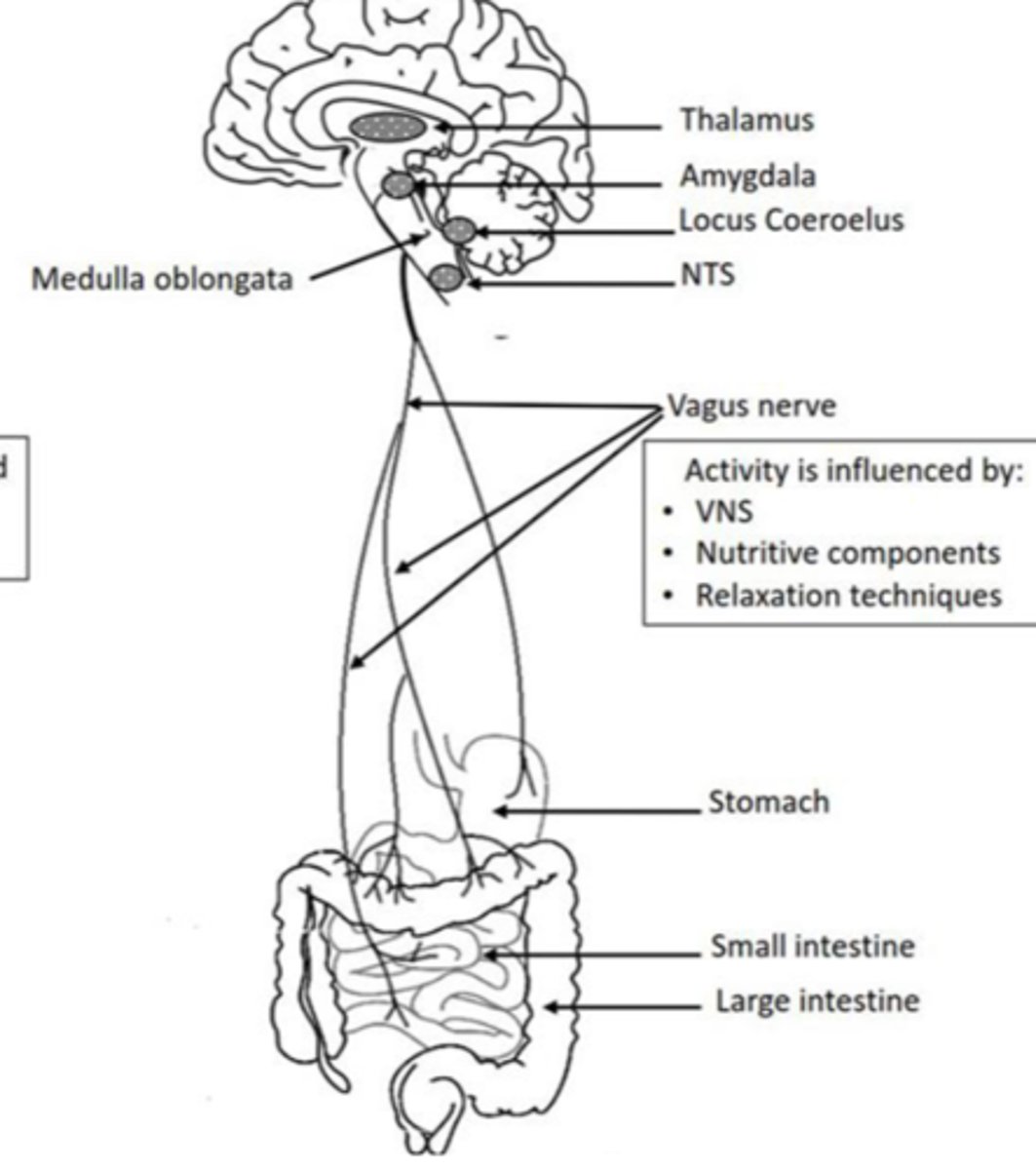 <p>- Palate elevation</p><p>- Gag reflex</p>