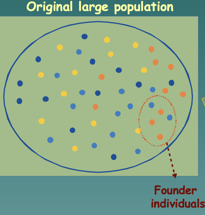 <p>A new habitat becomes available, and individuals that move there experience lower amounts of genetic variation (allele loss)</p><ul><li><p>Grey Fox → Channel Island Fox</p></li><li><p>Amish population</p></li></ul>