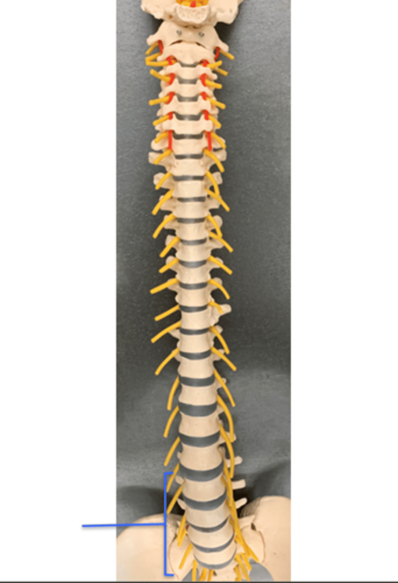 <p>Name these Spinal Nerves</p>