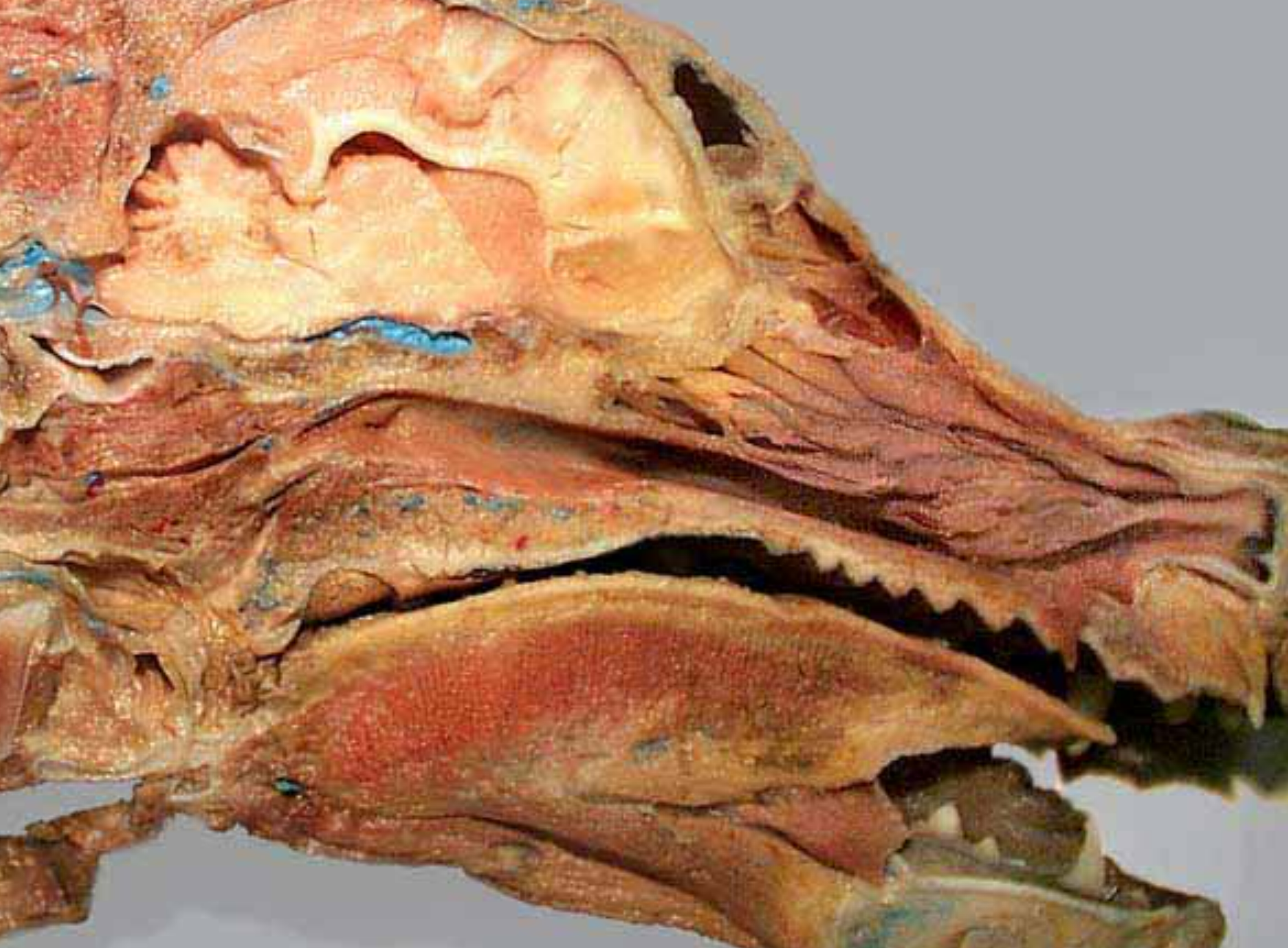 <p>concha are curved bones in nasal passages, helps warm air</p><p>meatuses are the small open spaces formed between the conchae</p><ol><li><p>dorsal nasal concha: most dorsal concha</p></li><li><p>ventral nasal concha: largest conch</p></li><li><p>dorsal nasal meatus: between (1) and top of nasal cavity</p></li><li><p>middle nasal meatus: between (1) and (2)</p></li><li><p>ventral nasal meatus: between (2) and bottom of nasal cavity</p></li><li><p>-</p></li><li><p>-</p></li><li><p>ethmoidal labyrinth: behind the nasal cavity</p></li><li><p>frontal sinus: air filled cavities within frontal bone</p></li><li><p>pharyngeal opening of the auditory tube: slitlike opening in nasopharynx</p></li><li><p>palatine tonsil: in back of throat inside oropharynx</p></li><li><p>soft palate</p></li></ol><p></p>