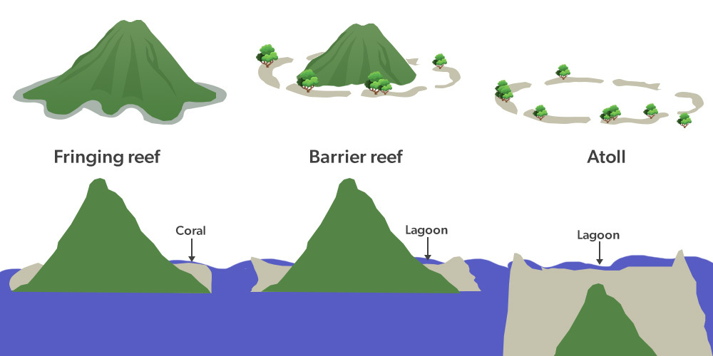 <p><strong>Fringing Reef: </strong>Along the coast, most common, susceptible to pollution and grow seaward. </p><p><strong>Patch Reef: </strong>Small isolated reefs that grow up from the open bottom of the island platform or continental shelf. </p><p><strong>Barrier Reef: </strong>Separated from land by lagoons, may develop from fringing reefs after sea level rise.</p><p><strong>Atoll Reef (Volcanic Islands): </strong>Far from land, depths from ~1000m, ring of reefs/islands and sand cays, clear waters and low nutrients. </p>