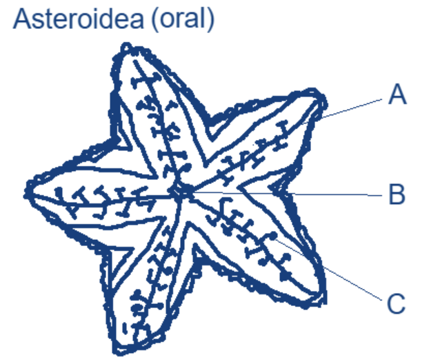 <p>Which labels are correct?&nbsp;</p>